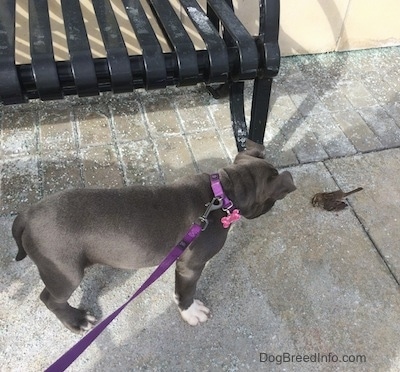 A blue nose American Bully Pit puppy is standing on a sidewalk and looking down at a dead bird.
