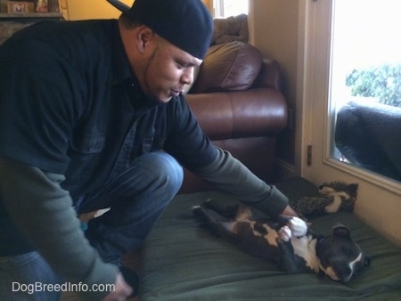 A man in a backwards hat is petting the side of a blue nose American Bully puppy that is laying on her back on a green pillow.