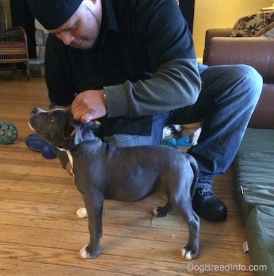 A man in a backwards hat is grabbing the color of a blue nose American Bully puppy.
