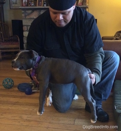 A man in a backwards hat is holding a blue nose American Bully puppy in his hands.