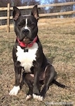 A blue nose American Bully Pit is sitting in a field and she is looking forward. There is a wooden fence behind it. Both of her ears are up.
