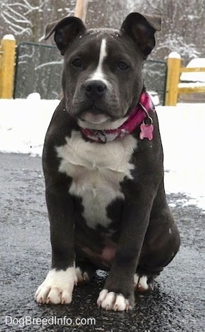 A wide chested, blue Nose American Bully Pit puppy is sitting on a wet blacktop surface and she is looking forward. There is snow in the background and it is actively snowing in the image.