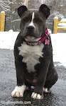 Close up - A blue nose American Bully Pit puppy is sitting on a wet blacktop surface. There is snow covering everything in the background.