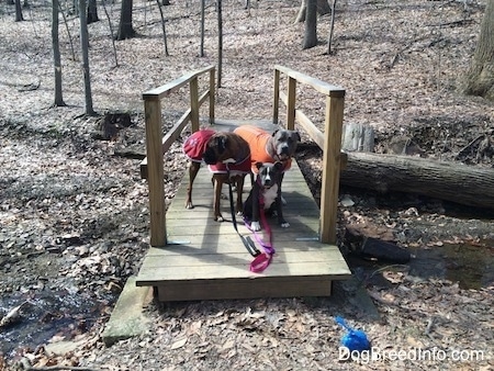A blue nose American Bully Pit puppy is sitting on a small wooden bridge over a stream. Standing behind her is a brown with black and white Boxer that is wearing a red vest and standing next to him is a blue nose Pit Bull Terrier that is wearing an orange vest.