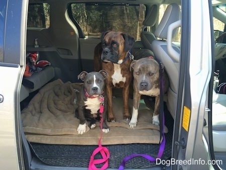 A blue nose American Bully Pit puppy is sitting on a dog bed in the backseat of a van. A brown with black and white Boxer is standing on a dog bed, next to him is a blue nose Pit Bull Terrier.