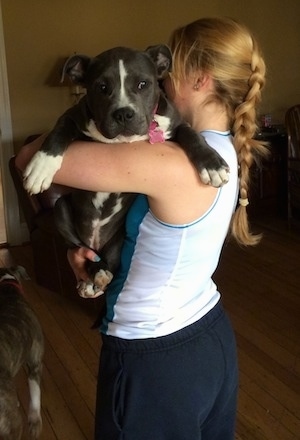 A blue nose American Bully Pit puppy is being held in the air by a blonde haired girl.