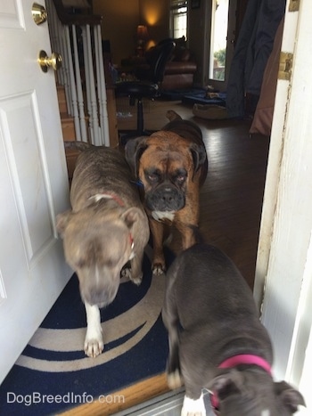 A blue nose American Bully Pit puppy, a blue nose Pit Bull Terrier and a brown with black and white Boxer are walking out of an open door.