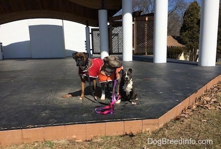 A blue nose American Bully Pit puppy is sitting on an outside stage and she is looking forward. To the left of her are a blue nose Pit Bull Terrier in an orange vest and next to him is a brown with black and white Boxer that is wearing a red vest.
