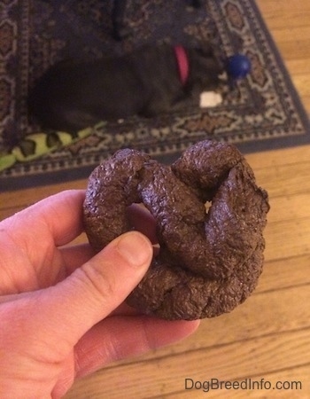 A person is holding up pretzel shaped plastic poop. A blue nose American Bully Pit puppy is laying down on a rug and in front of her is a blue ball.
