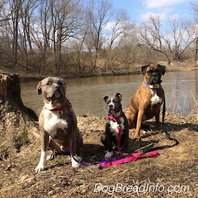 A brown with black and white Boxer, a blue nose American Bully Pit puppy and a blue nose pit bull are sitting on a dirt surface and looking forward in front of a body of water.