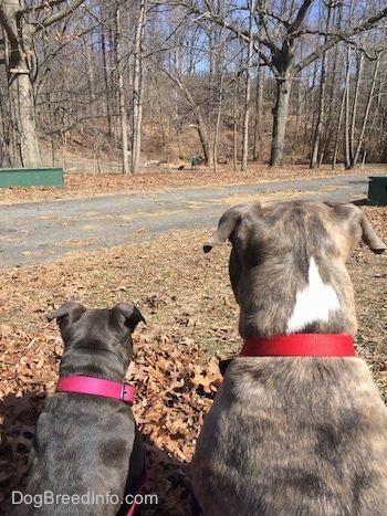 Close up - The back of a blue nose American Bully Pit puppy and a blue nose Pit Bull Terrier that are sitting next to each other and looking at a person in green walking a dog in the distance in a park.