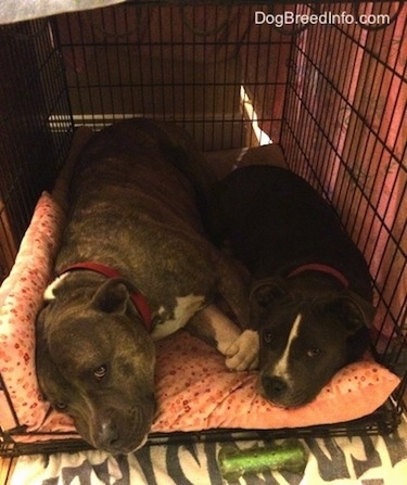 A blue nose Pit Bull Terrier and a blue nose American Bully Pit puppy are laying down in the same dog crate that is covered in a pink blanket.