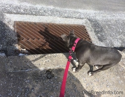 A blue nose American Bully Pit puppy is looking down a storm drain.