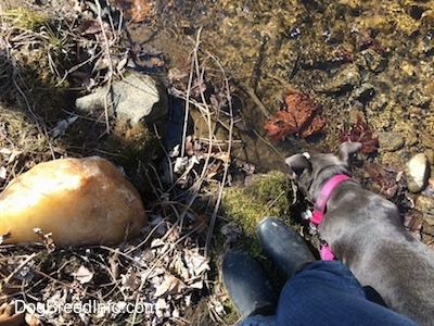 Top down view of a blue nose American Bully Pit puppy drinking water out of a small stream next to a person in muck boots.