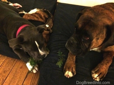 A blue nose American Bully Pit puppy is chewing on a pine branch and laying on a blue orthopedic dog bed pillow. There is a brown with black and white Boxer laying next to her looking to the left.