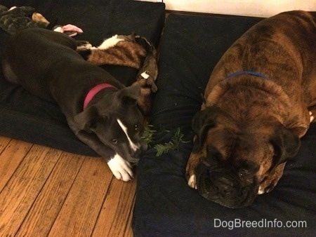 A blue nose American Bully Pit puppy is laying across from a brown with black and white Boxer, that is sleeping on a blue orthopedic dog bed pillow. The Bully Pit puppy is chewing on a pine branch.