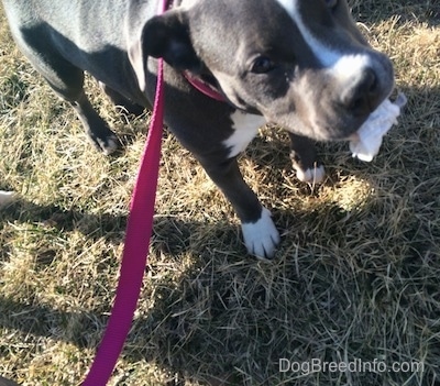 Close up - A blue nose American Bully Pit puppy is standing in grass and she has a piece of a napkin in her mouth.