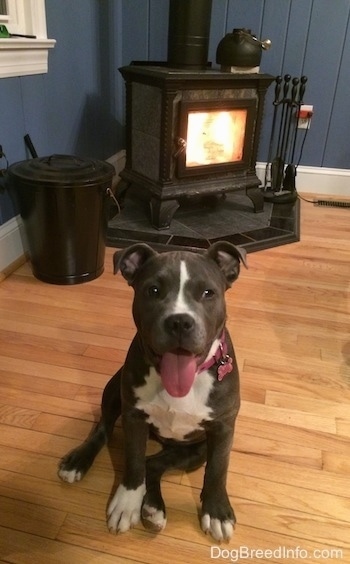 A blue nose American Bully Pit is sitting on a hardwood floor, her mouth is open and her tongue is out. Behind her is a roaring fireplace.