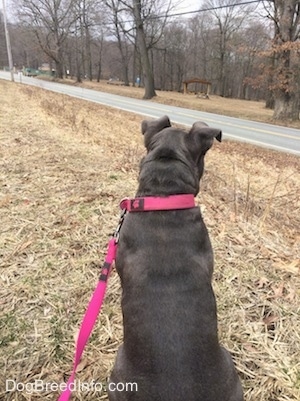 The back of a blue nose American Bully Pit puppy sitting in grass and looking at the road to the right of her.