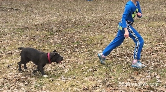 A blue nose American Bully Pit puppy is running across a field to try and catch up to a running child.