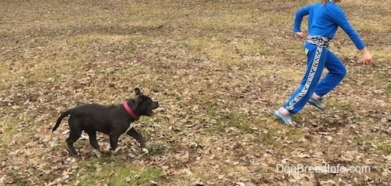 A child in blue is running across a field and running behind her is a blue nose American Bully Pit puppy