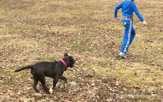 A blue nose American Bully Pit puppy is running after a child dressed in blue who is running through a field.