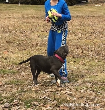 A child in blue is standing in grass and in front of her is a blue nose American Bully Pit puppy that is looking up.