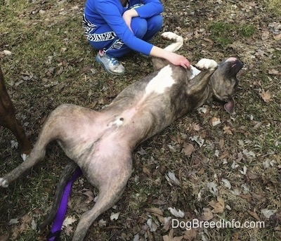 A child in blue is kneeling and petting the chest of a blue nose Pit Bull Terrier that is laying belly up in grass.