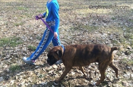 A kid in blue is walking across a field with a brown black and white Boxer.
