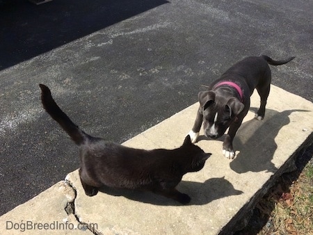 A black Cat is standing on a concrete and stone wall. In front of the Cat is a blue nose American Bully Pit puppy.