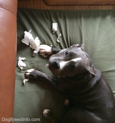 Top down view of a blue nose American Bully Pit puppy that is laying on a green orthopedic dog bed pillow and looking up with a pile of ripped napkins in front of her.