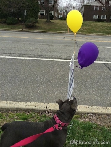 A blue nose American Bully Pit puppy is standing in grass and she is looking up at a purple and a yellow balloon that are tied to a sign.