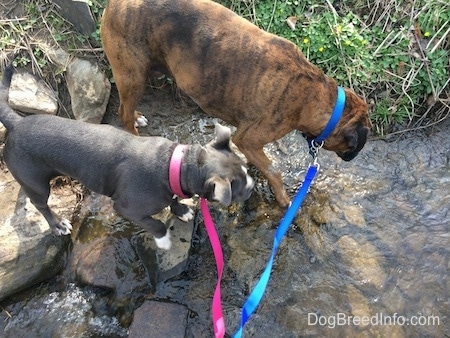 Top down view of a blue nose American Bully Pit puppy and a brown with black and white Boxer stepping into a small stream.
