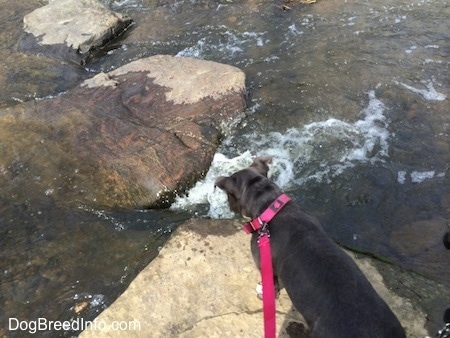 A blue nose American Bully Pit puppy is standing on a large boulder sized rock that is in the middle of rushing water.