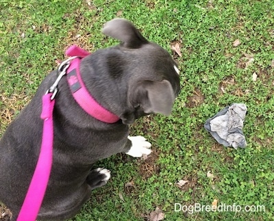 The back of a blue nose American Bully Pit puppy sitting in grass and looking down at trash to the right of her.