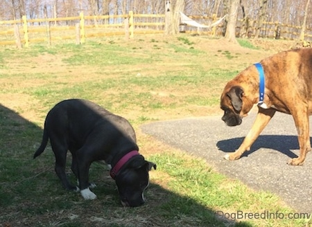 A blue nose American Bully Pit puppy is nosing at grass and to the right of her walking across a blacktop surface is a brown with black and white Boxer.