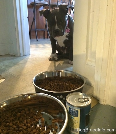 A blue nose American Bully Pit puppy is sitting in a doorway and looking at dog food bowls full of kibble and a can of food.