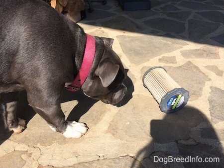 A blue nose American Bully Pit puppy is very cautious, but getting closer to a dirty vacuum filter