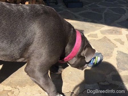 A blue nose American Bully Pit puppy is standing on a stone porch sniffing a dirty vacuum filter.