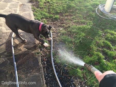 A blue nose American Bully Pit puppy is beginning to jump at a stream of water coming out of a garden hose.