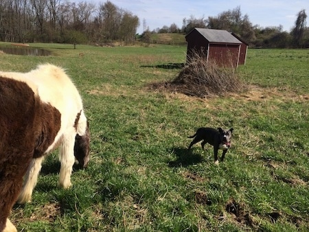 A brown and white Horse is eating grass and to the right of her is a blue nose American Bully Pit puppy who is standing and looking forward There are two barn red lean-tos across the field.