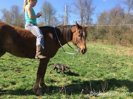 A blonde haired girl is sitting on the back of a brown with white horse and she is using her phone. A blue nose American Bully Pit puppy is walking across the field next to them.