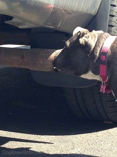 A blue nose American Bully Pit puppy is sticking her nose into a tail pipe.