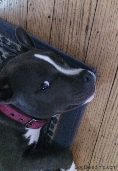 Close up - A blue nose American Bully Pit puppy is laying on her left side on a rug and she is looking up at the person with the camera.