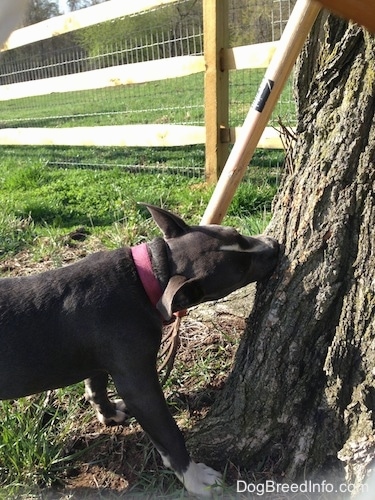 A blue nose American Bully Pit puppy is chewing the bark of a tree.