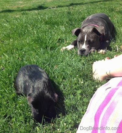 A blue nose American Bully Pit puppy is laying down in grass and looking over at a black guinea pig who is on the ground in front of her.
