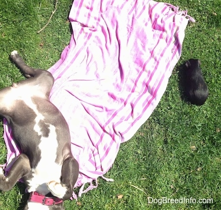 A blue nose American Bully Pit puppy is sleeping on her back belly-up with her front paws in the air.