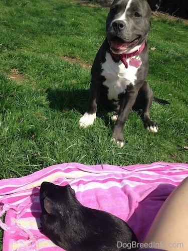 A blue nose American Bully Pit puppy is sitting in grass and looking forward in front of a purple and pink towel that has a black guinea pig on it. Her mouth is open and it looks like she is smiling.