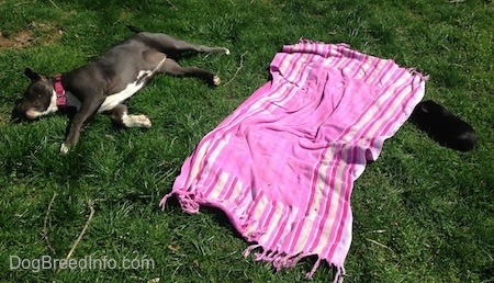 A blue nose American Bully Pit puppy is sleeping on her right side in grass. There is a pink and purple towel next to her and on the other side of the towel is a black guinea pig who is in the grass.
