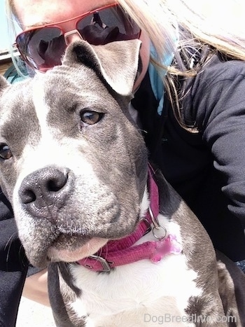 Close up - A blonde haired girl is hiding behind the head of a blue nose American Bully Pit puppy. The puppy is looking down and to the left.